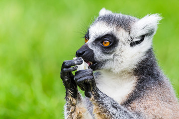 Ring-tailed lemur eating