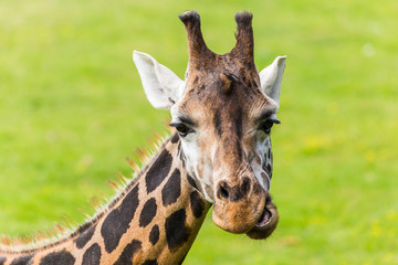 Giraffe chewing its food