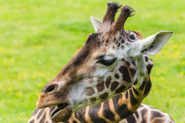 Giraffe feeding on the ground