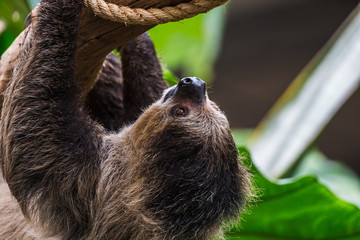 Linnaeus's two-toed sloth © Jason Wells