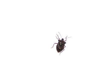 insect on white background
