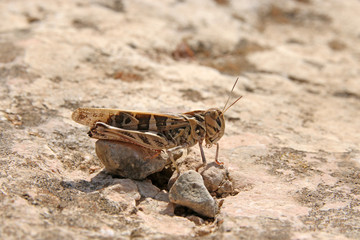 Blau-geflügelte Heuschrecke 