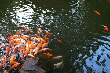 Many golden carp fish waiting for food feeding at the bottom left corner of photo with copy-space area at the right corner