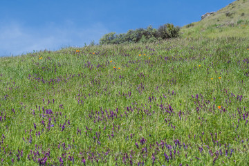 Hillside of Bird Vetch and a blue sky
