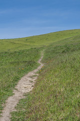 Fototapeta na wymiar Part of the Flag Hill Trail, green meadow, wildflowers and blue sky, at Sunol Regional Wilderness Park