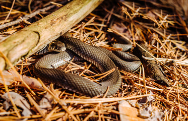 Fototapeta premium Black Forest Snake in a sunny forest glade