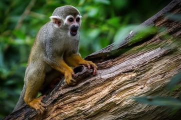 common squirrel monkey