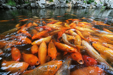 Many of carp fish waiting for feeding food