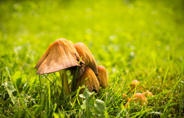Sunny Indian summer. Green colorful lawn and fresh mushrooms