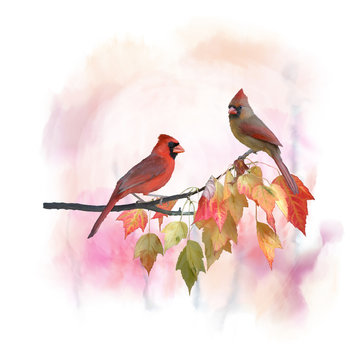 Male and Female Northern Cardinals watercolor