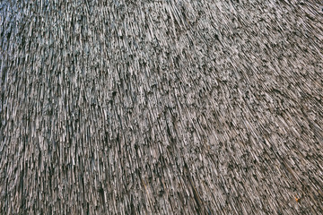 Roof of a house of reed. Dry cane background.