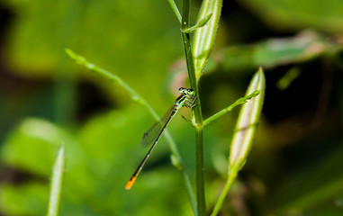 Close up of little green dragonfly on the little tree