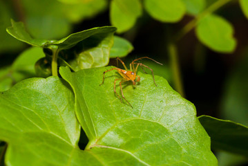 Close up of orange  jumper spider on the green leaf