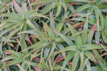 Close-up, isolated shot of many small Aloe plants, bunched together
