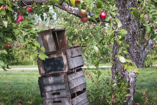 cueillette de pommes dans le verger &agrave; l'automne