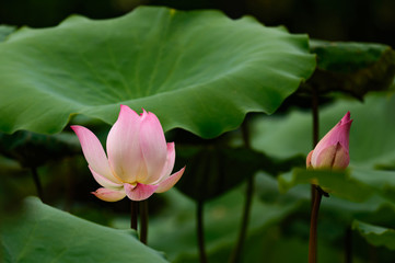 Obraz premium Lotus flower blossom on the lake . Beautiful pink water lily.