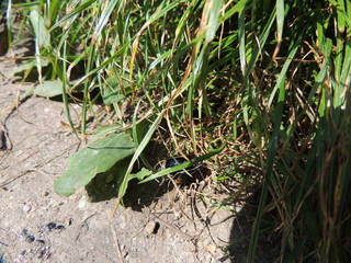 Mistkäfer Geotrupes stercorarius