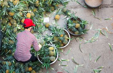 Vietnamese worker in Hanoi sorting big amount of pineapple fruit into smaller containers for street...