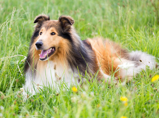 Collie-Rüde liegt in der Blumenwiese