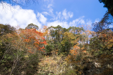 Fototapeta premium 梅ヶ瀬渓谷