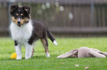 Sheltie-Welpe spielt im Garten