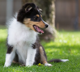 Schöner aufmerksamer Sheltie-Welpe