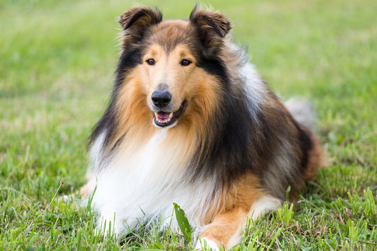 Collie-R&uuml;de liegt in der Wiese
