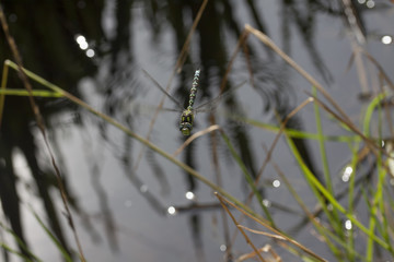 southern hawker dragonfly in flight