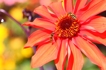 Hoverflies pollinating a dahlia