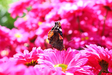 Red admiral butterfly pollinating chrysanthemum flowers