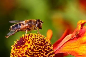Hovefly pollinating a rudbeckia flower