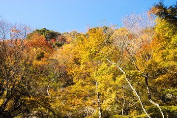 Fototapeta premium 梅ヶ瀬渓谷