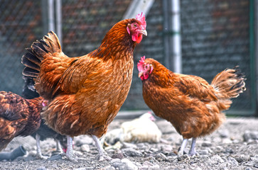 Chickens on traditional free range poultry farm