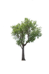 tree isolated white background