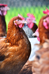 Chickens on traditional free range poultry farm