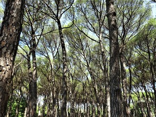 Fototapeta premium Trees in the park of Montecatini Terme