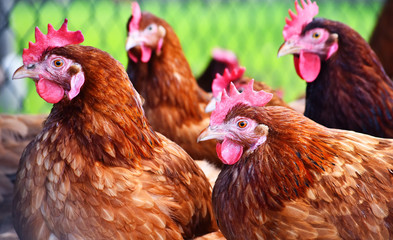 Chickens on traditional free range poultry farm