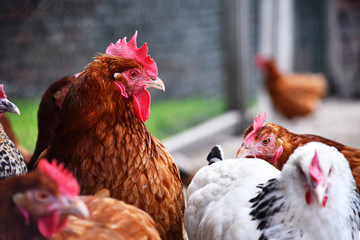 Chickens on traditional free range poultry farm
