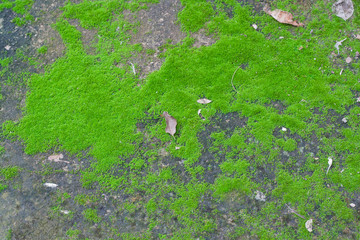 Moss fern