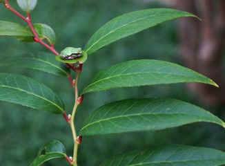 夏　木の葉にくつろぐアマガエル