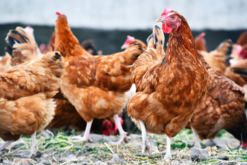 Chickens on traditional free range poultry farm