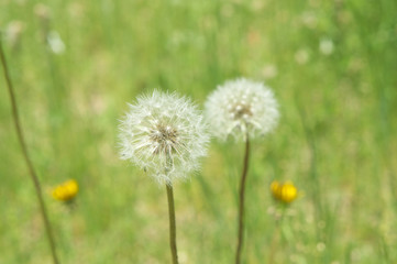 たんぽぽの種 Seeds of dandelion
