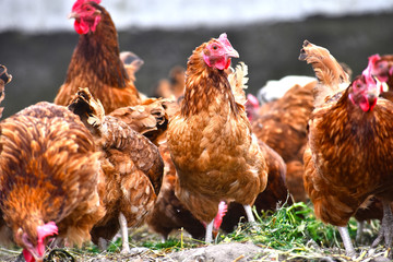 Chickens on traditional free range poultry farm