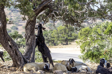 Chèvres sous les arbres