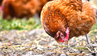 Chickens on traditional free range poultry farm © monticellllo