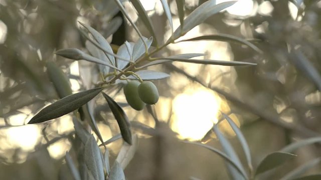 close-up of olives on an olive branch at sunset