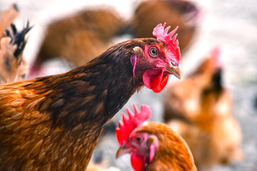 Plakat Chickens on traditional free range poultry farm