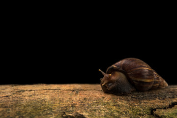 Close up view and dark shadow. Giant African Land Snail is on a bark with soft light in black background.