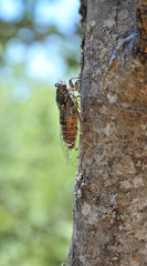 Mannazikade, (Cicada orni, Eschenzikade) an Steineichenstämmchen, Sizilien, Italien