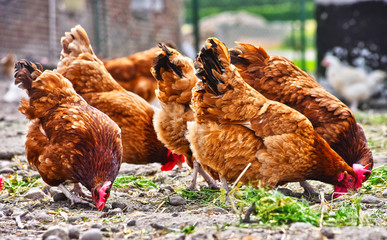 Chickens on traditional free range poultry farm